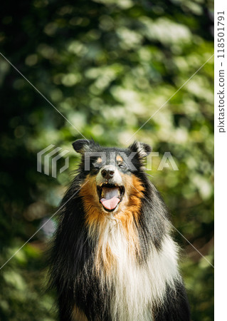 Tricolor Collie. Cute Beautiful Collie In Sunny Summer Forest. Funny Scottish Collie, Long-haired Collie, English Collie, Lassie Dog Outdoors In Summer Day In Coniferous Pine Forest 118501791