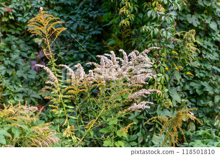 The beauty of the autumn landscape in the early morning  118501810