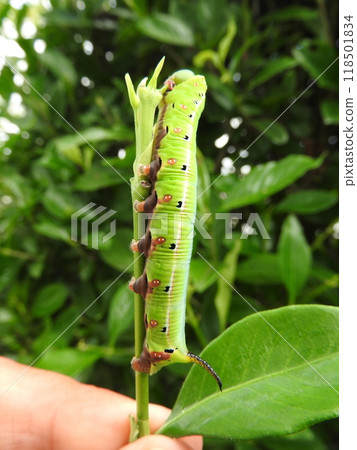 Larvae of "Oosukasiba" to eat leaves of gardenia Larvae of "Oosukasiba" to eat leaves of gardenia 118501834