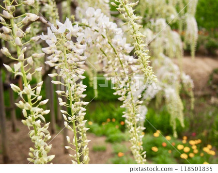 White wisteria flowers White wisteria flowers 118501835