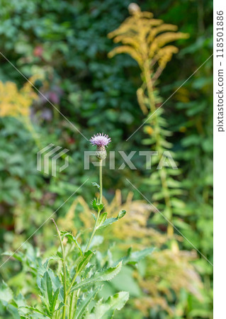 The beauty of autumn flowers in the sunlight The beauty of autumn flowers in the sunlight 118501886