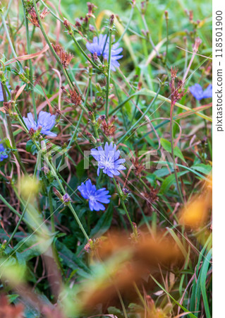 The beauty of autumn flowers in the sunlight  118501900