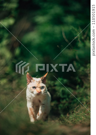 Curious Funny Cute Beautiful Playful Devon Rex Cat Walking. Devon Rex Cat With Cream Fur Color On Walking Gracefully Under Rain. Green Eyes. Amazing Happy Pets. Grace Of Cats Curious Funny Cute Beautiful Playful Devon Rex Cat Walking. Devon Rex Cat With Cream Fur Color On Walking Gracefully Under Rain. Green Eyes. Amazing Happy Pets. Grace Of Cats 118501915