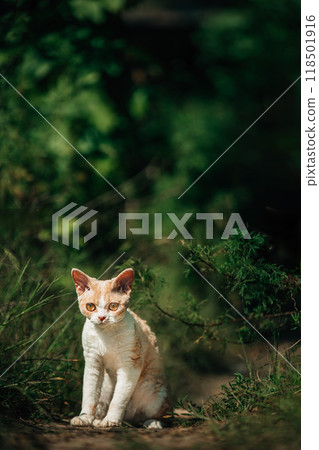 Sweet Devon Rex Cat Funny Curious Young White Devon Rex In Summer lane Forest. Short-haired Cat Of English Breed. Very Small Lovely Pets Lovely Cats Sweet Devon Rex Cat Funny Curious Young White Devon Rex In Summer lane Forest. Short-haired Cat Of English Breed. Very Small Lovely Pets Lovely Cats 118501916