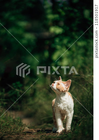 Sweet Devon Rex Cat Funny Curious Young White Devon Rex In Summer lane Forest. Short-haired Cat Of English Breed. Very Small Lovely Pets Lovely Cats Sweet Devon Rex Cat Funny Curious Young White Devon Rex In Summer lane Forest. Short-haired Cat Of English Breed. Very Small Lovely Pets Lovely Cats 118501917