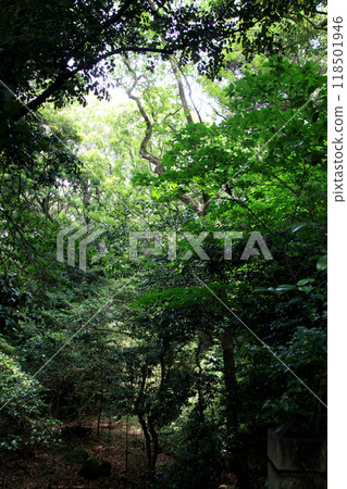 長崎縣大村市大村公園串島城跡週邊風景 118501946