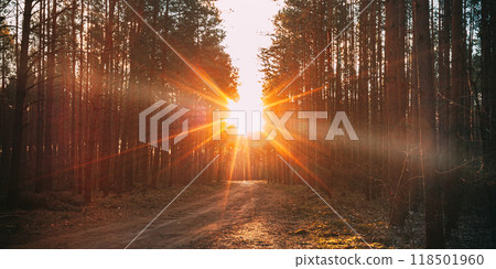Forest Road Under Sunset Sunbeams. Lane Running Through The Autumn Deciduous Forest At Dawn Or Sunrise Forest Road Under Sunset Sunbeams. Lane Running Through The Autumn Deciduous Forest At Dawn Or Sunrise 118501960