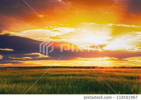 Green Barley Field, Early Spring. Agricultural Background. Green Barley Field, Early Spring. Agricultural Background. 118501967