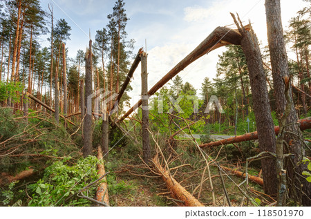 Windfall in forest. Storm damage. Fallen trees in coniferous forest after strong hurricane wind Windfall in forest. Storm damage. Fallen trees in coniferous forest after strong hurricane wind 118501970