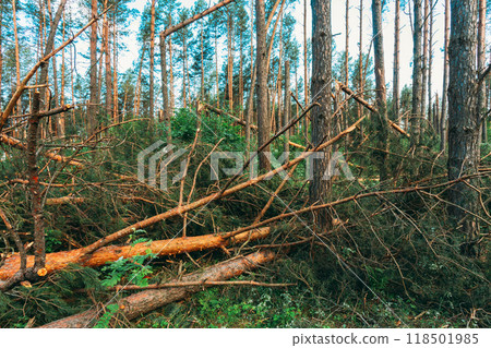 Windfall in forest. Storm damage. Fallen trees in coniferous forest after strong hurricane wind 118501985