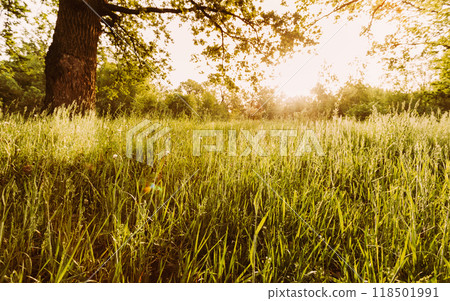 Summer Sunny Forest Trees Summer Sunny Forest Trees 118501991