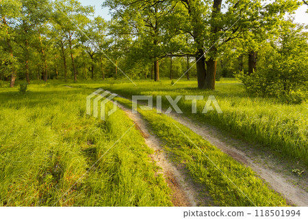 Road, path, way, lane in beautiful summer green forest 118501994