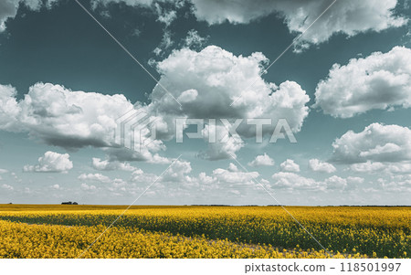 Early Summer, Flowering Canola, Rape, Rapeseed, Oilseed Field Under Blue Sky 118501997