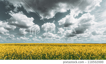 Summer, Flowering Canola, Rape, Rapeseed, Oilseed, Biodiesel Crop. Agricultural Background 118502000