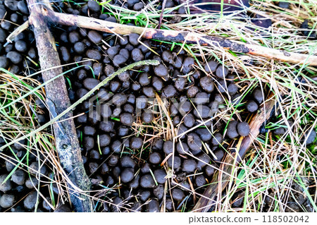 Hare droppings, bay leaves in the grass 118502042