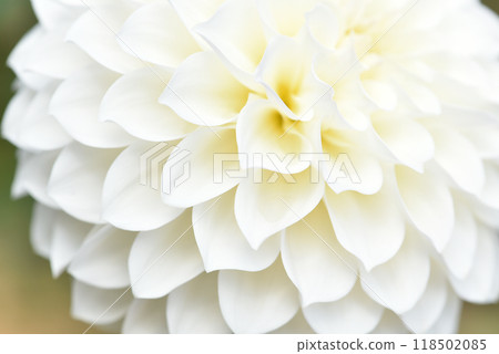White dahlia flower blur background material White dahlia flower blur background material 118502085