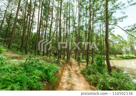 Pine forest 118502136