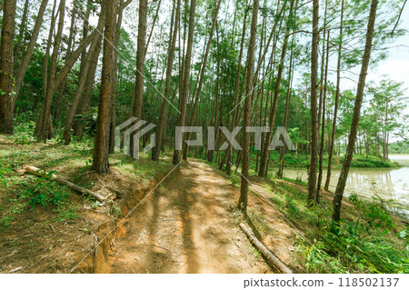 Pine forest Pine forest 118502137
