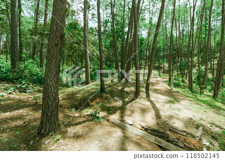 Pine forest 118502145