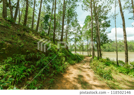 Pine forest Pine forest 118502146