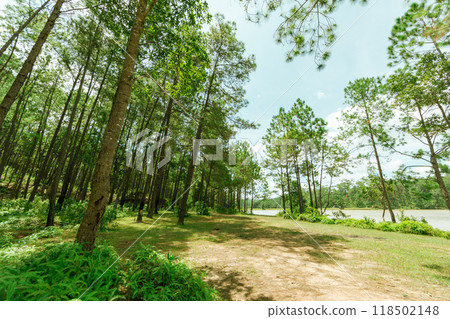 Pine forest Pine forest 118502148