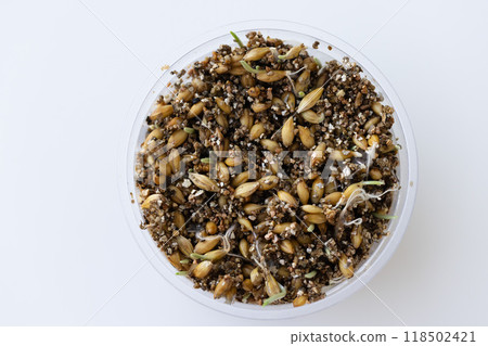 Growing grass for cats. Sprouts and roots from seeds. 118502421