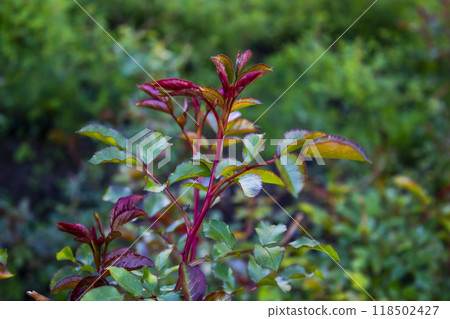 Lovely green and red leaves from rose against background. 118502427