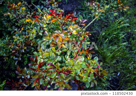 Lovely green and red leaves from rose against background. Lovely green and red leaves from rose against background. 118502430