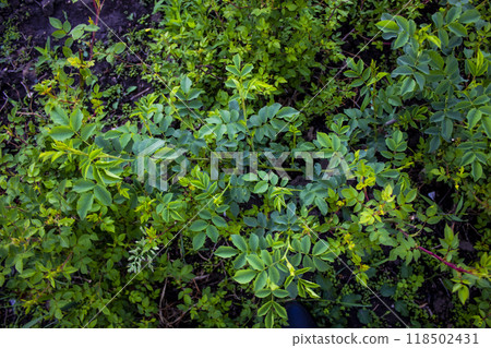 Lovely green leaves from rose against background. Lovely green leaves from rose against background. 118502431