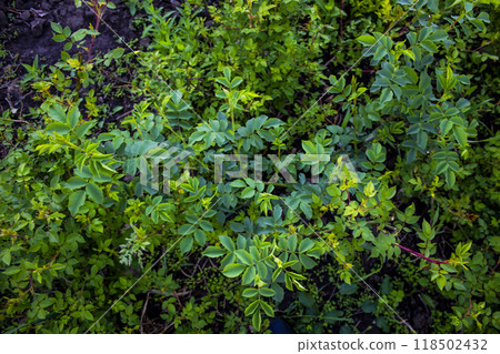 Lovely green leaves from rose against background. Lovely green leaves from rose against background. 118502432