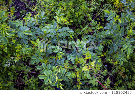 Lovely green leaves from rose against background. Lovely green leaves from rose against background. 118502433