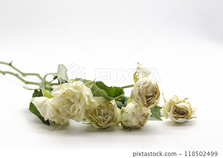 Beautiful wilted white roses against white background Beautiful wilted white roses against white background 118502499