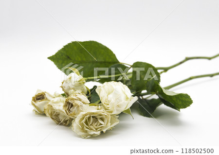 Beautiful wilted white roses against white background Beautiful wilted white roses against white background 118502500
