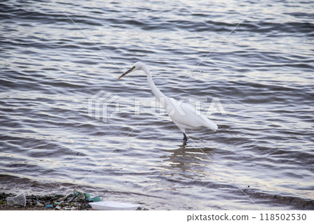 Egyptian heron walk in the dirty sea in the Hurghada in the Egypt. The white bird in the sea on the beach Egyptian heron walk in the dirty sea in the Hurghada in the Egypt. The white bird in the sea on the beach 118502530