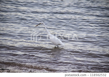 Egyptian heron walk in the dirty sea in the Hurghada in the Egypt. The white bird in the sea on the beach 118502532