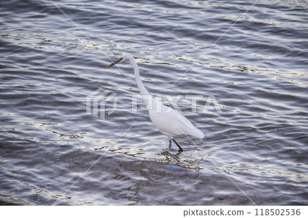 Egyptian heron walk in the dirty sea in the Hurghada in the Egypt. The white bird in the sea on the beach Egyptian heron walk in the dirty sea in the Hurghada in the Egypt. The white bird in the sea on the beach 118502536