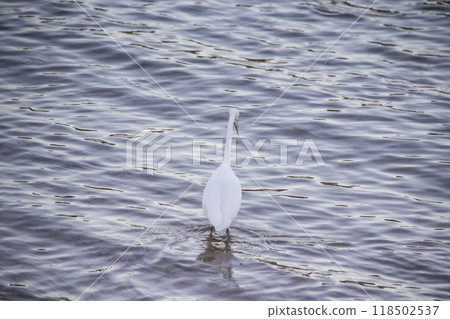 Egyptian heron walk in the dirty sea in the Hurghada in the Egypt. The white bird in the sea on the beach Egyptian heron walk in the dirty sea in the Hurghada in the Egypt. The white bird in the sea on the beach 118502537