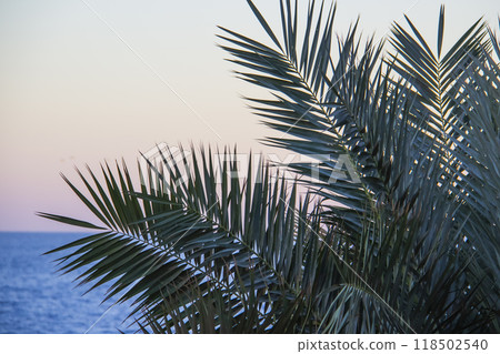 Green palm trees with green leaves on the beach against sea background 118502540
