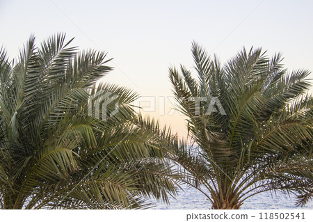 Green palm trees with green leaves on the beach against sea background 118502541