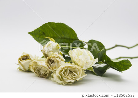 Beautiful wilted white roses against white background Beautiful wilted white roses against white background 118502552