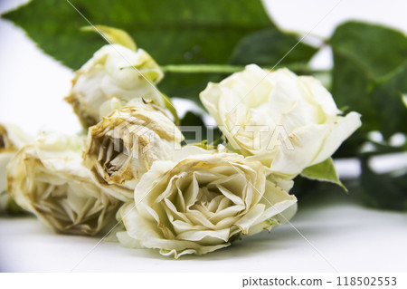 Beautiful wilted white roses against white background Beautiful wilted white roses against white background 118502553