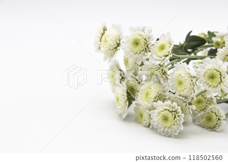 White chrysanthemum flower in bloom. Flower blooming isolated with copy space. Beautiful flowers against background. 118502560