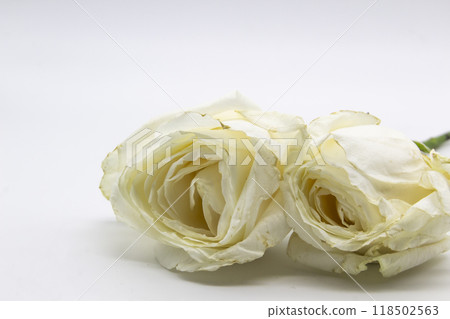 Beautiful wilted white roses against white background 118502563