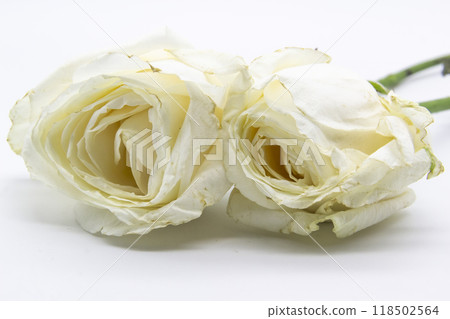 Beautiful wilted white roses against white background Beautiful wilted white roses against white background 118502564