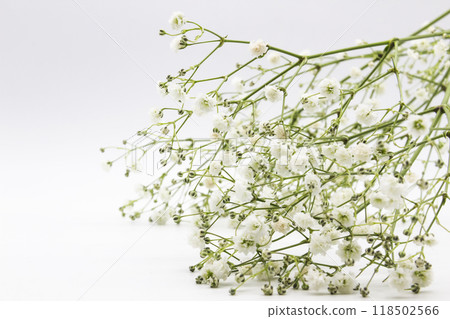 A gypsophila -a small white flowers on the white background. Beautiful floral composition with gypsophila. 118502566