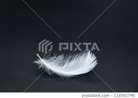 A single white feather isolated on a black background 118502740