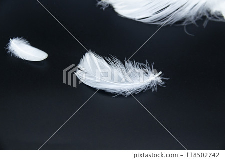 A white feathers isolated on a black background 118502742