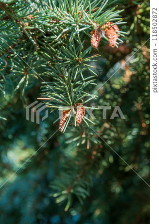 Lush Christmas tree in the sunlight  118502872