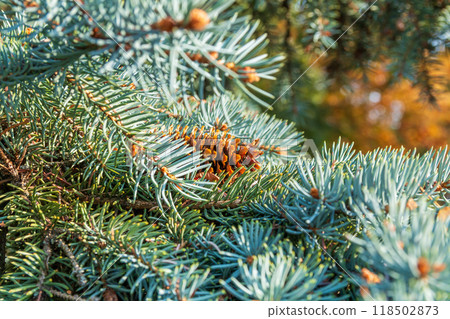 Lush Christmas tree in the sunlight  118502873