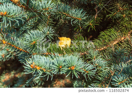 Lush Christmas tree in the sunlight Lush Christmas tree in the sunlight 118502874